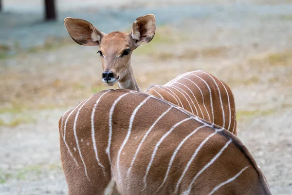 Menor Kudu (Tragelaphus Imberbis), jovem antílope — Fotografia de Stock