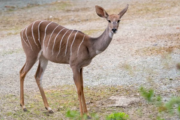 Lesser kudu (Tragelaphus imberbis), kleine antilope — Stockfoto