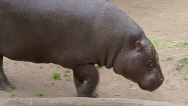 Pygmy Nijlpaard Choeropsis Liberiensis Aan Het Waterreservoir — Stockvideo