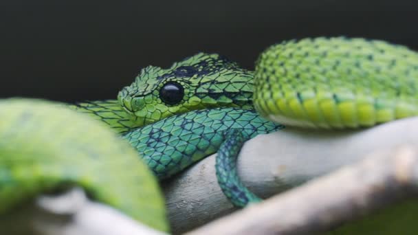 Víbora Arbusto Los Grandes Lagos Atheris Nitschei Tuerce Alrededor Rama — Vídeo de stock