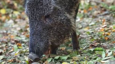 Çaku pekari (Catagonus wagneri) yaprakları yiyor