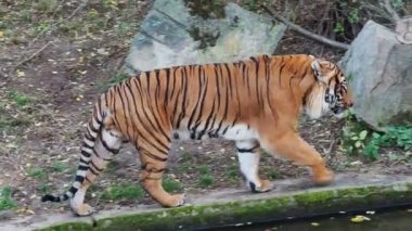 Malaya kaplanı (Panthera tigris jacksoni)