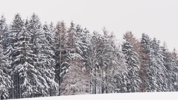 Snöiga Träd Skogen Vinter Skogen — Stockvideo