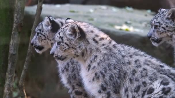 Luipaard Van Sneeuw Met Jonge Kittens Panthera Uncia — Stockvideo