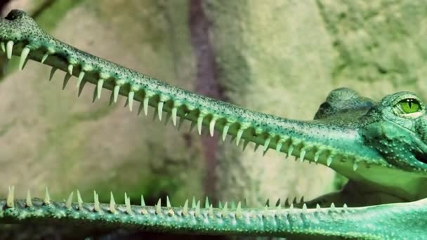 Gharial Gavialis Gangeticus Gavial Wasser Liegend — Stockvideo