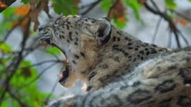 Kar leoparı - Irbis (Panthera uncia).