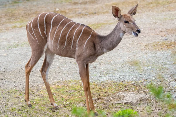 Menší Kudu (Tragelaphus imberbis), malá antilopa — Stock fotografie