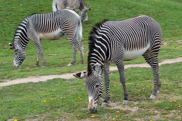 Rebanho de zebra do Grevy (Equus grevyi) pastando na grama verde — Fotografia de Stock