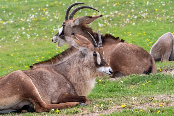 South African Oryx (Oryx gazella), beautiful antelope resting — Stock Photo, Image