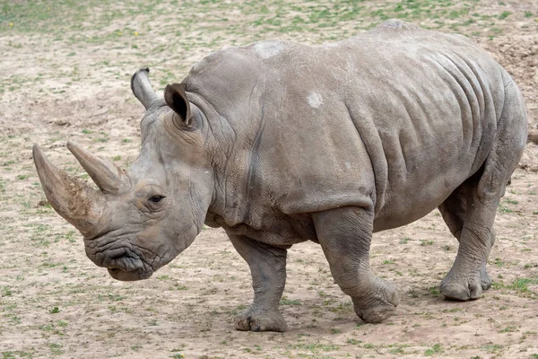 Southern white rhinoceros (Ceratotherium simum simum). Criticall Royalty Free Stock Photos