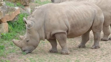Güney beyaz gergedanı (Ceratotherium simum simum). Kritik tehlike altındaki hayvan türleri.