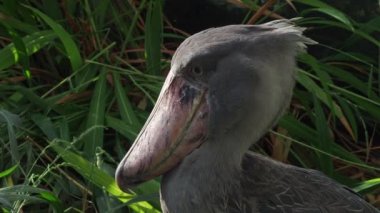 Bitkiler tarafından çevrili bir shoebill (Balaeniceps rex) leylek ayakta. 
