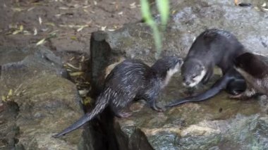 Grup Asyalı küçük pençe su samuru da bilinen oryantal küçük pençe otter (Amblonyx cinereus),.