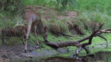 Ormandaki Capreolus capreolus karaca. Vahşi karaca içme su birikintisi
