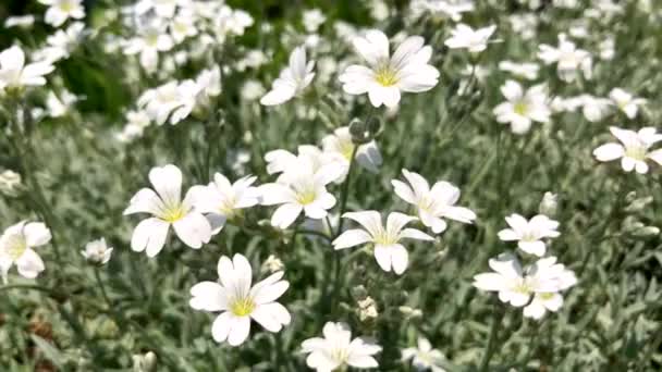 Білі Квіти Cerastium Tomentosum Декоративна Рослина Родини Caryophyllaceae — стокове відео