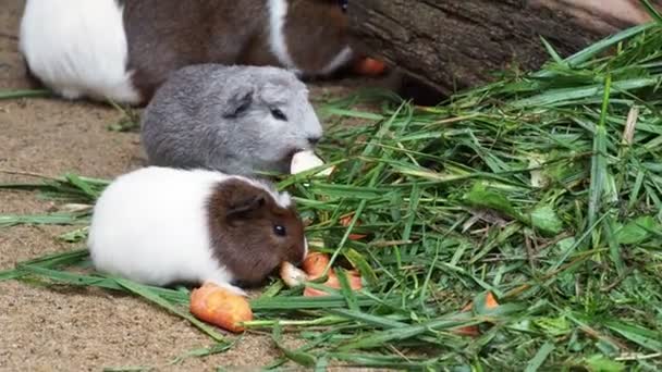 Suíno Guiné Come Cenoura Cavia Aperea Porcellus — Vídeo de Stock