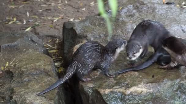 Grupo Nutria Oriental Pequeñas Garras Amblonyx Cinereus También Conocida Como — Vídeos de Stock