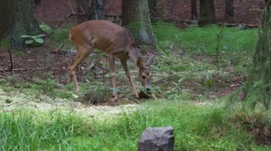 Ormanda Roe geyiği, Capreolus Capreolus. Vahşi geyik doğada.
