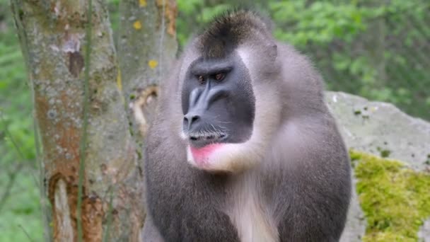 Retrato Macaco Broca Mandrillus Leucophaeus — Vídeo de Stock