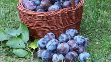 Erik hasat. Erik çimenlerin üzerinde bir hasır sepet içinde. Bahçeden meyve hasat