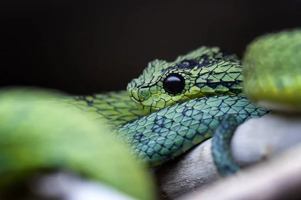 Vipera del cespuglio dei Grandi Laghi (Atheris nitschei ) — Foto Stock