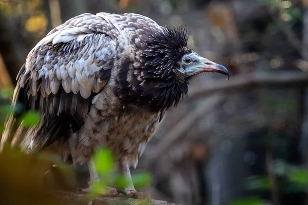 有褐色羽衣的年轻埃及秃鹫（Neophron percnopterus） — 图库照片