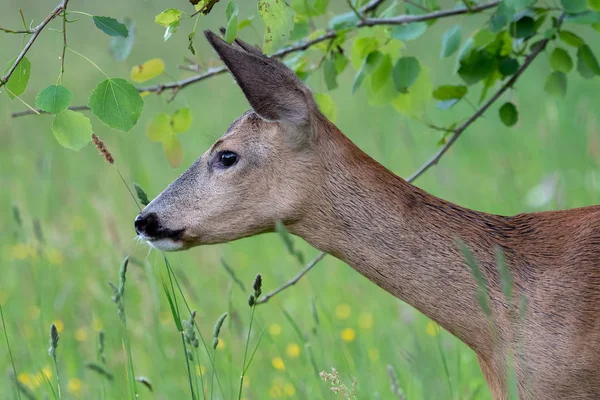 숲 속의 사슴 , Capreolus capreolus. 자연계의 노루 — 스톡 사진