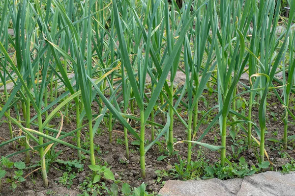 Farming and agriculture, young garlic grow in the garden. — Stock Photo, Image