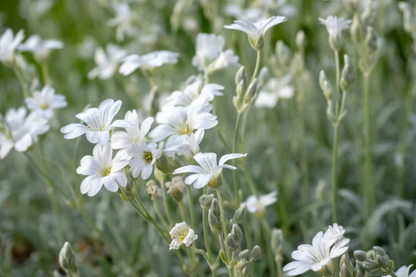 Weiße Blüten von Cerastium tomentosum — Stockfoto