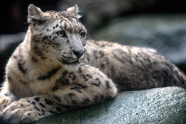 Sněžný leopard - Irbis (Panthera uncia). — Stock fotografie