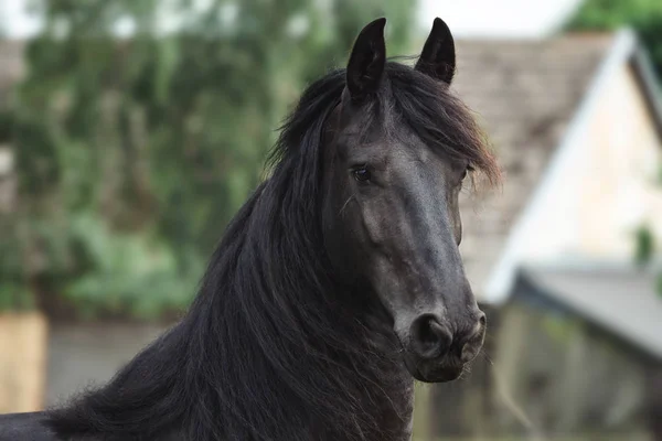 Head of a friesian horse. Black Friesian horse. — Stock Photo, Image