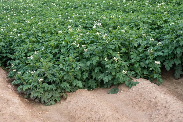 Potato flowers blooming in the field. — Stock Photo, Image