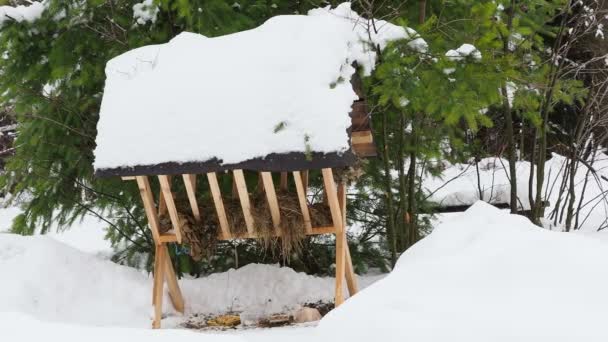 Foder Rack Med Och Salt För Rådjur Skogen — Stockvideo