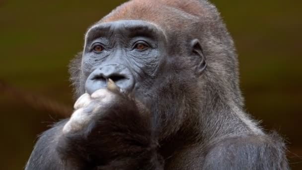 大猩猩吃胡萝卜 观察周围环境 — 图库视频影像