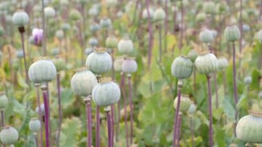 Haşhaş tarlası. (Papaver somniferum). Haşhaş, tarımsal ürün.