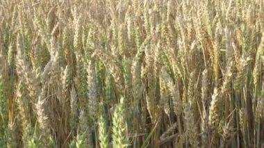 Buğday tarlası. Tarlada altın buğday kulakları. Olgunlaşan çayırlık buğday tarlalarının arka planı. Zengin hasat kavramı