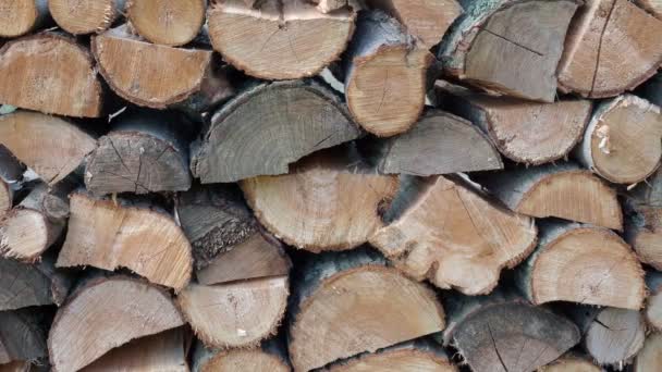 Spruce Wood Background Firewood Stack — Stock Video