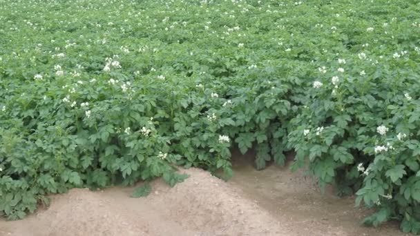 Kartoffelblüten Blühen Auf Dem Feld Feld Mit Blühenden Kartoffelpflanzen Solanum — Stockvideo