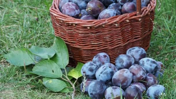 Plum Harvest Plums Wicker Basket Grass Harvesting Fruit Garden — Stock Video