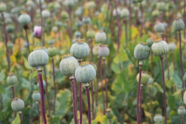 Haşhaş tarlası. (Papaver somniferum). 