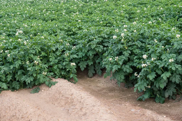 Ανθισμένα άνθη πατάτας στον αγρό. — Φωτογραφία Αρχείου