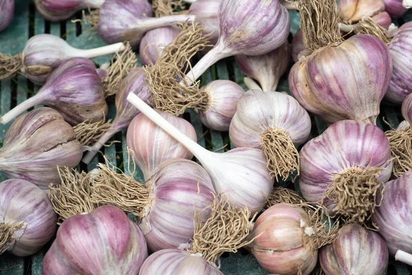 Montón de ajo en cajón de plástico — Foto de Stock