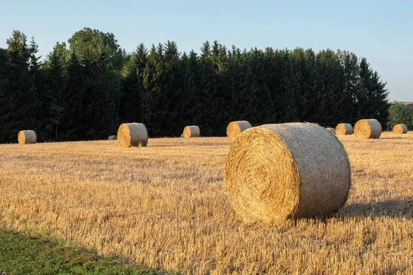 Hooibalen op het veld na de oogst. Landbouwgebied. — Stockfoto