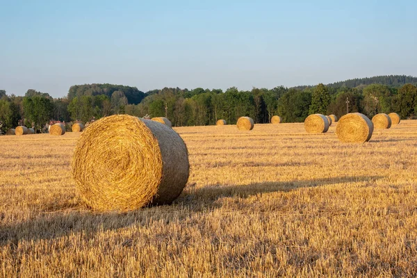 Hooibalen op het veld na de oogst. Landbouwgebied. — Stockfoto