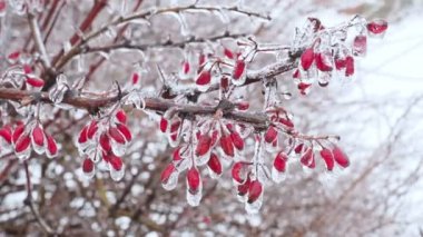 İlk Frost'un üzerinde barberries Şubesi