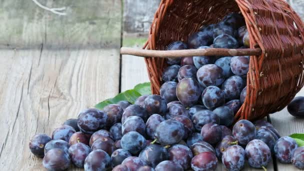 Plum Harvest Plums Wicker Basket Wooden Background Harvesting Fruit Garden — Stock Video