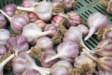 Plastik kasada sarımsak yığını