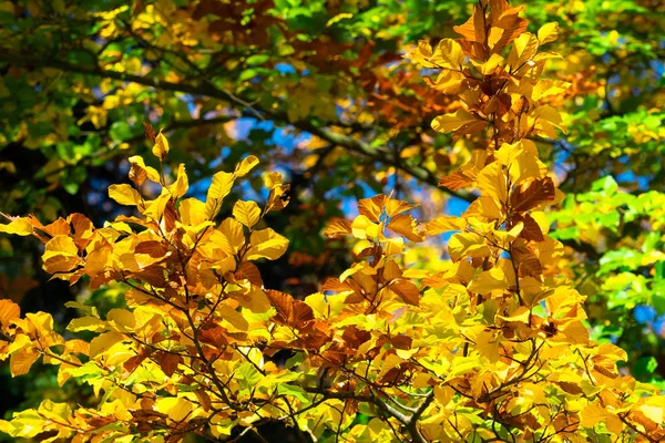 Foglie d'autunno. Foglie gialle su un ramo di faggio . — Foto Stock