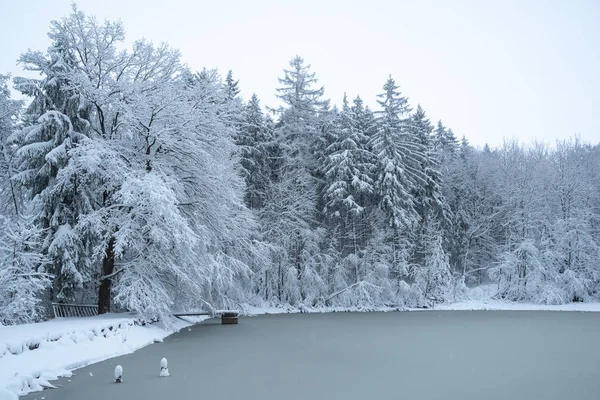 Snöiga träd och fryst damm i skogen. Vinter i skogen. — Stockfoto