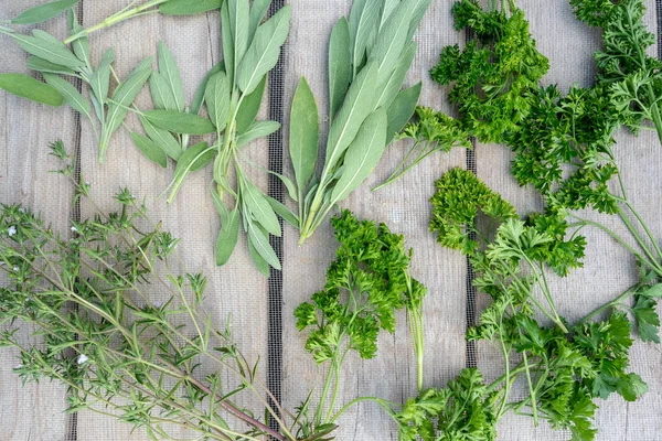 Trocknen von frischen Kräutern und Grünzeug für Gewürzspeisen auf Holztisch — Stockfoto